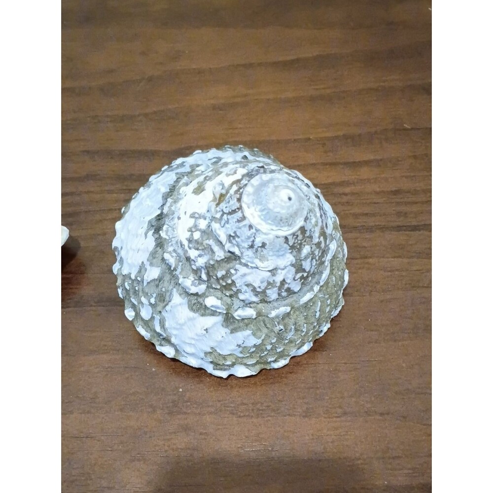 Conch Shells, Set Of 2 - Picture 6 of 10